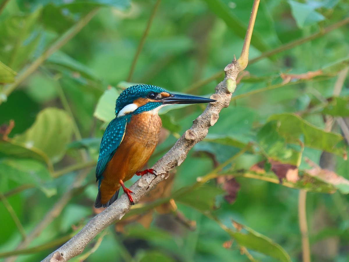 翠鳥 - ML646238943