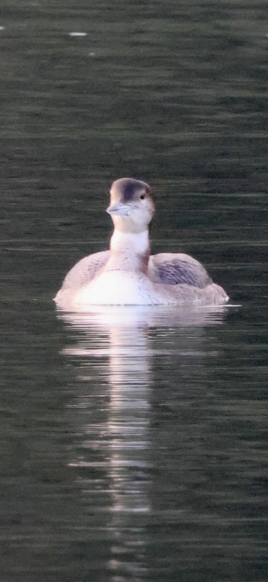 Strolaga maggiore - ML646238944