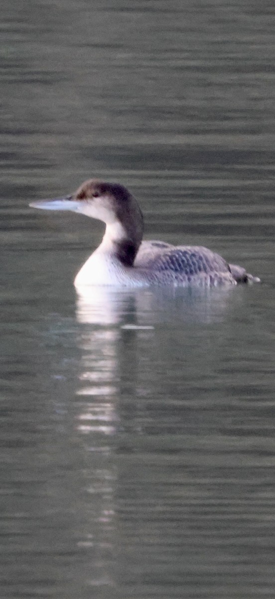 Strolaga maggiore - ML646238945