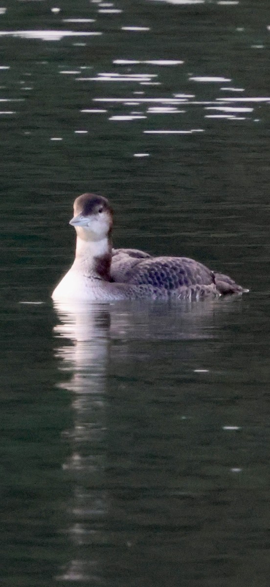 Strolaga maggiore - ML646238946