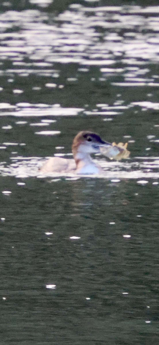 Strolaga maggiore - ML646238947