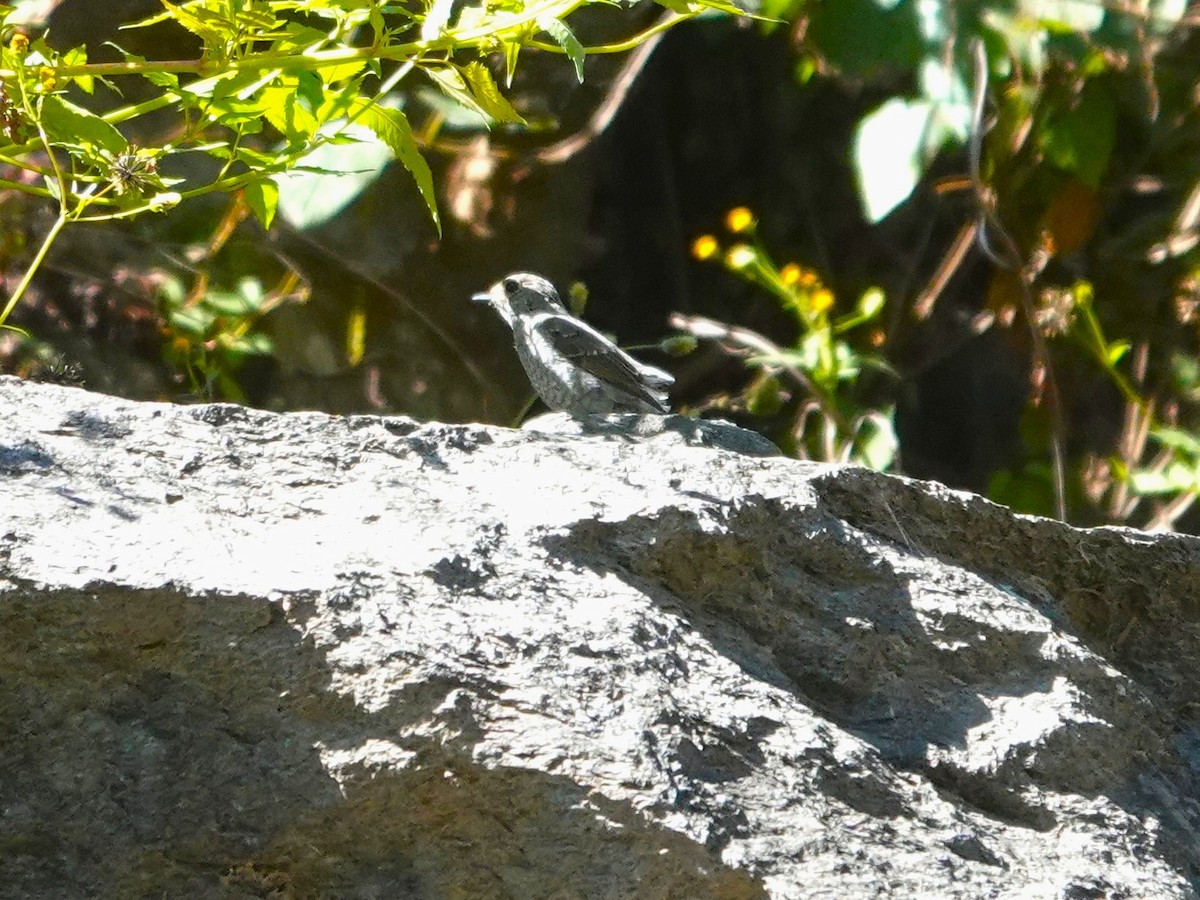 Blue Rock-Thrush - ML646238948