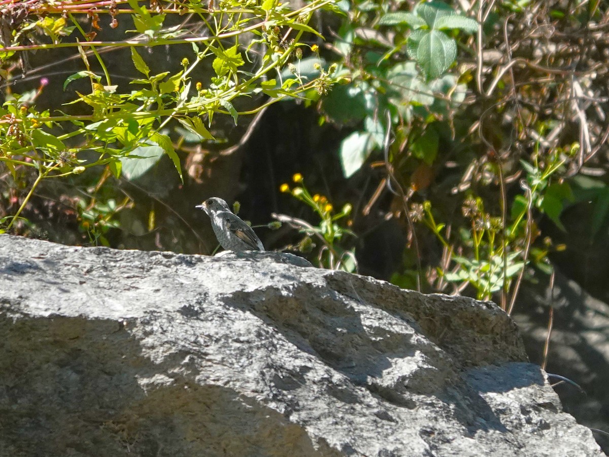 Blue Rock-Thrush - ML646238950