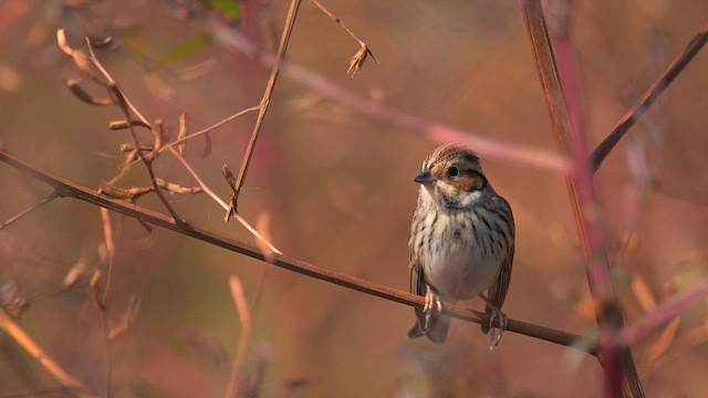 Little Bunting - ML646238952