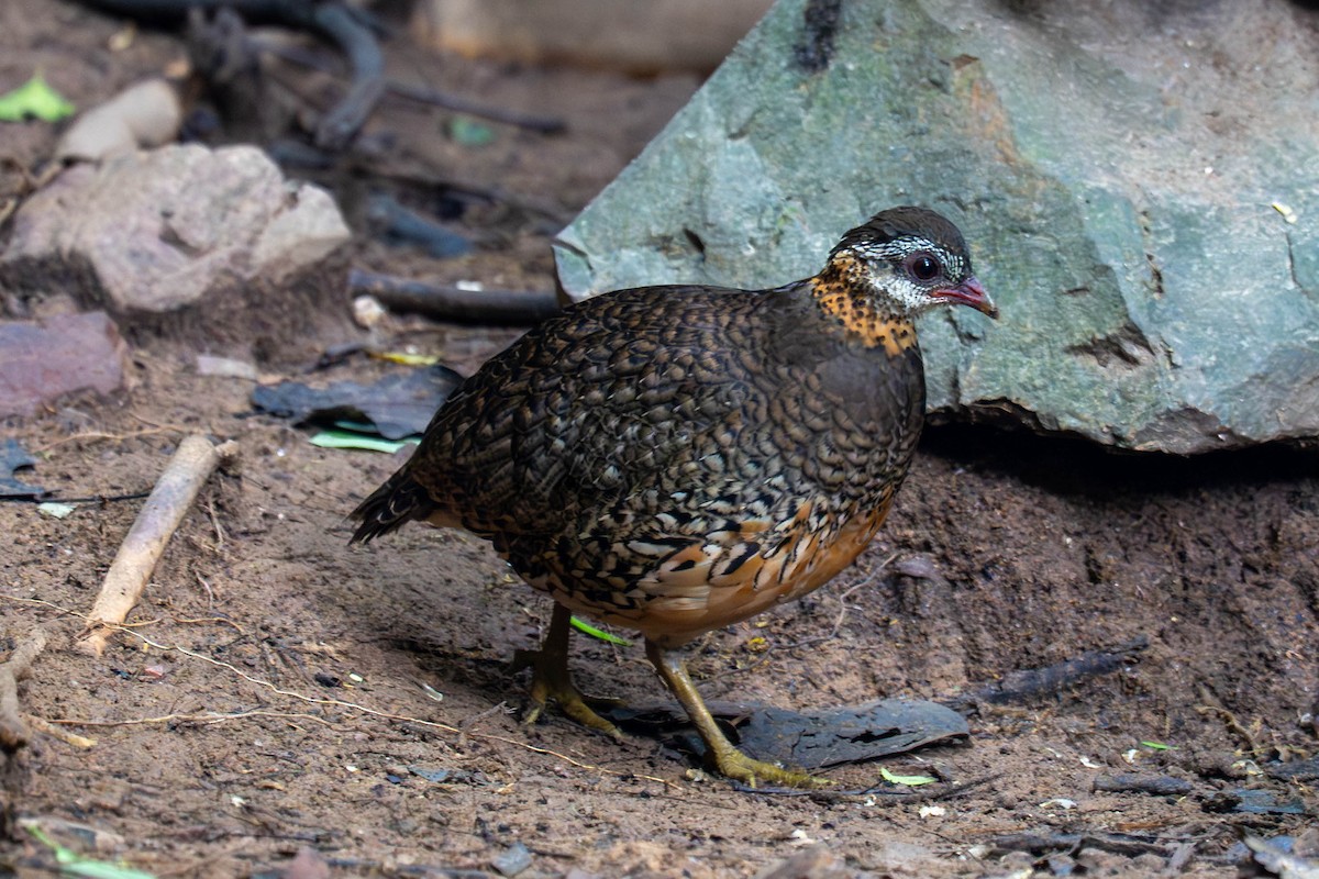 Scaly-breasted Partridge - ML646238956