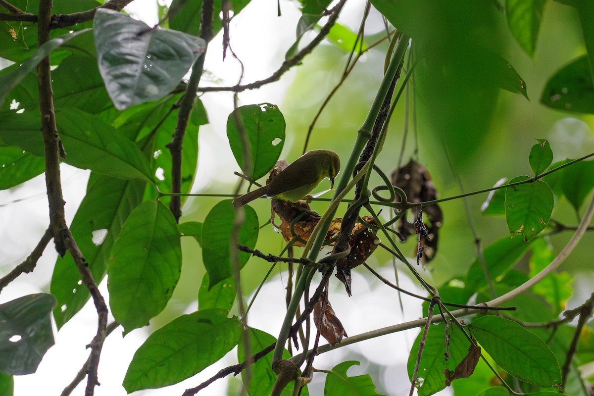 ムナフムシクイチメドリ - ML646238961