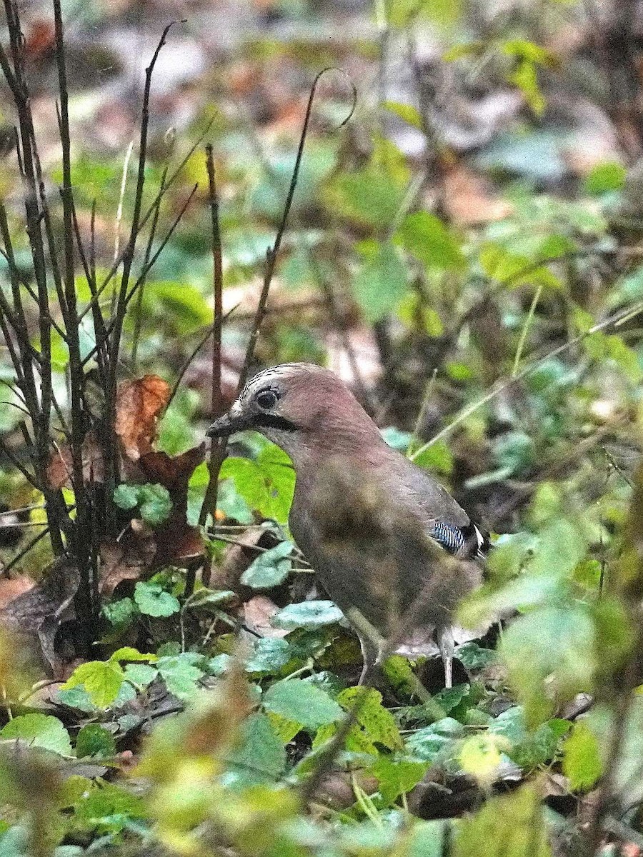 Eurasian Jay - ML646238962