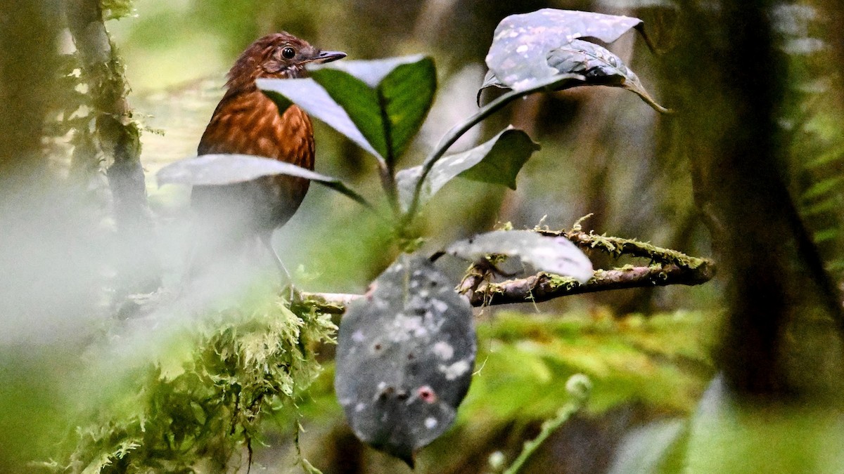 Rusty-breasted Wren-Babbler - ML646238966