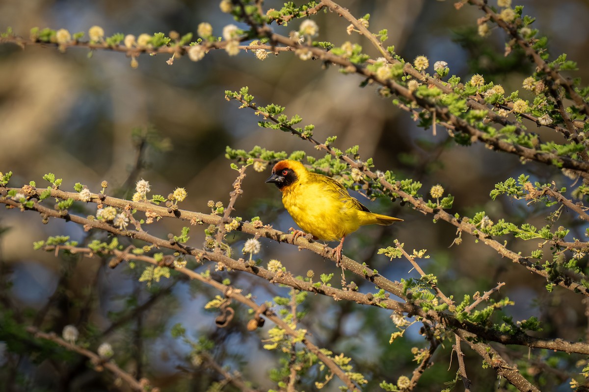 snovač sahelský - ML646238967