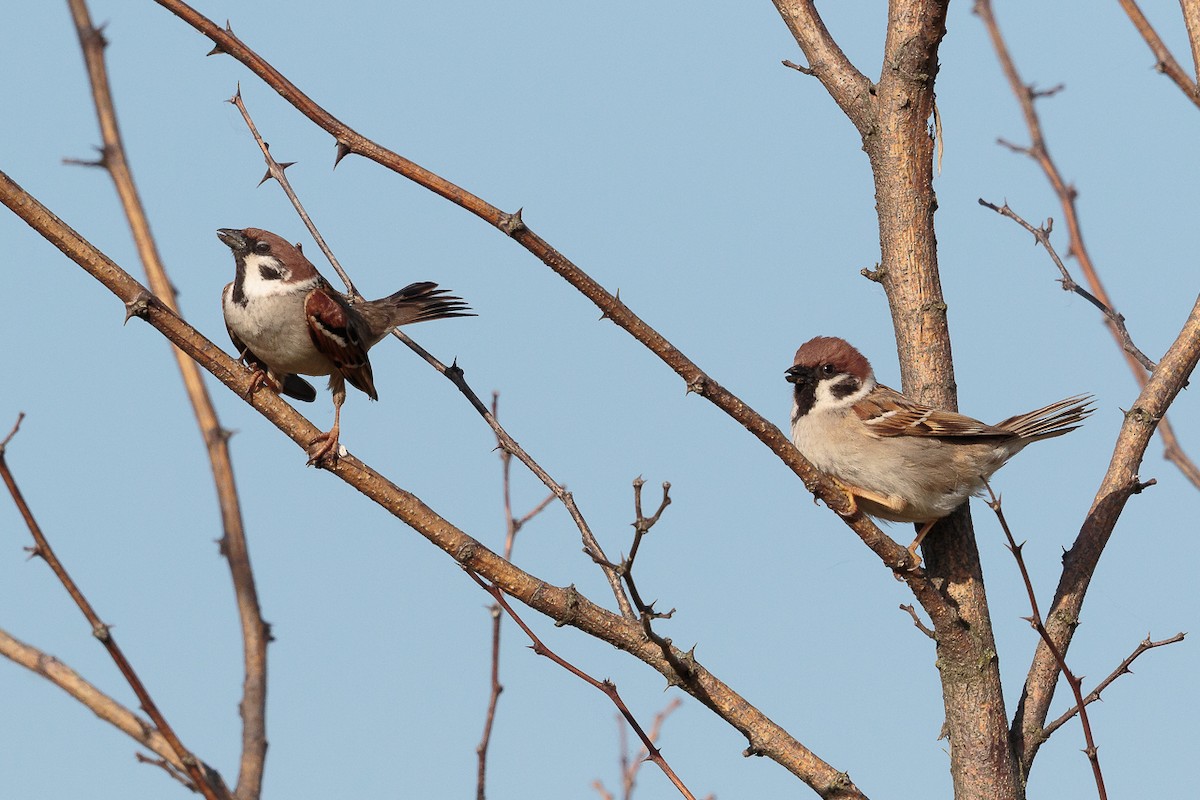 דרור הרים - ML646238969