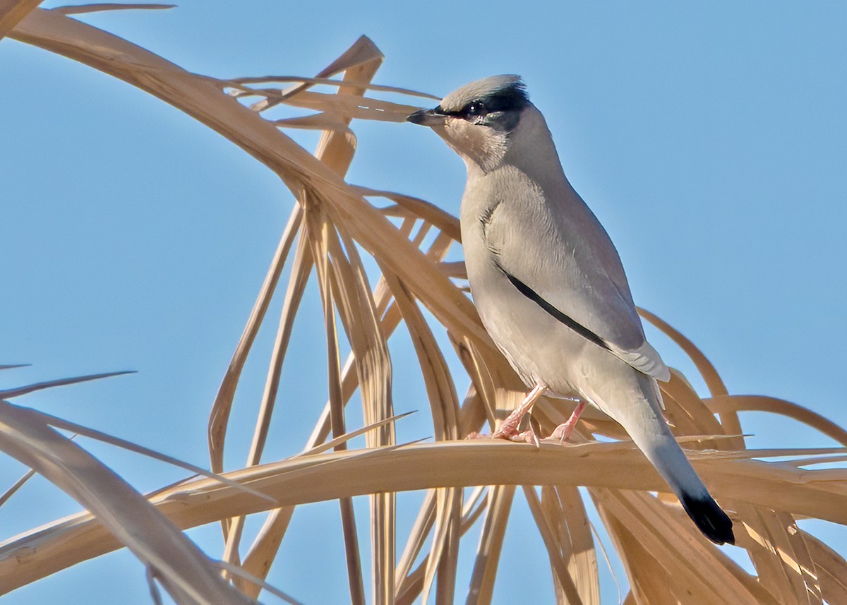 Hypocolius - ML646238971