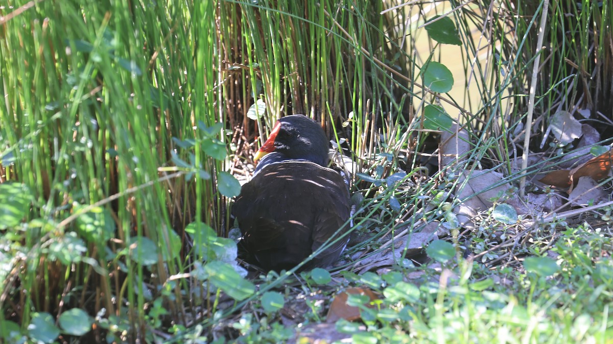 Eurasian Moorhen - ML646238974