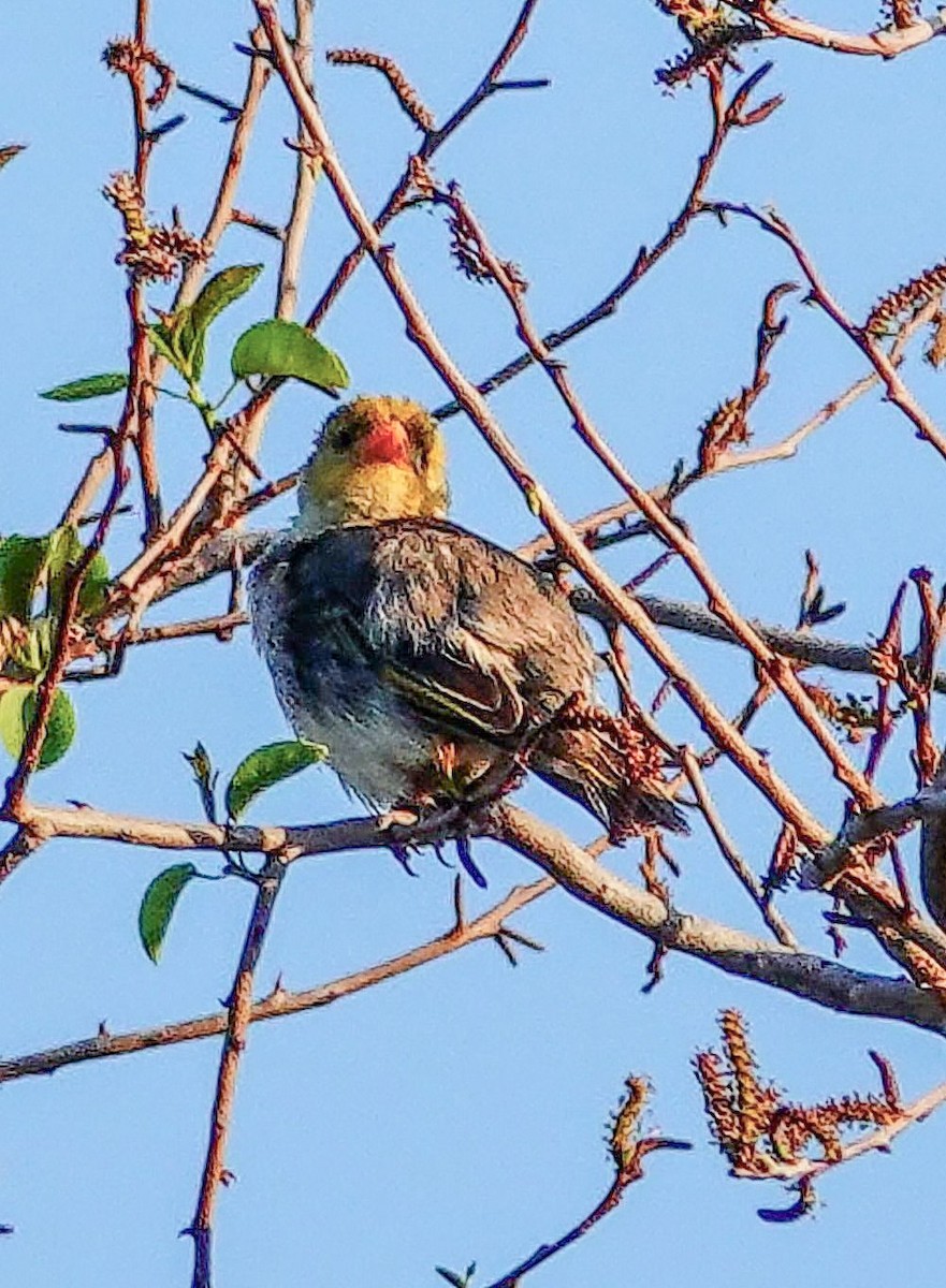 Red-headed Weaver - ML646238977