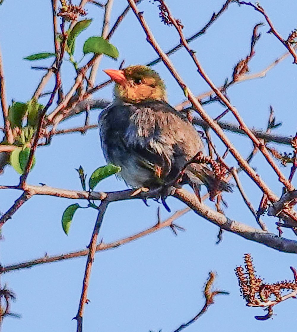Red-headed Weaver - ML646238978