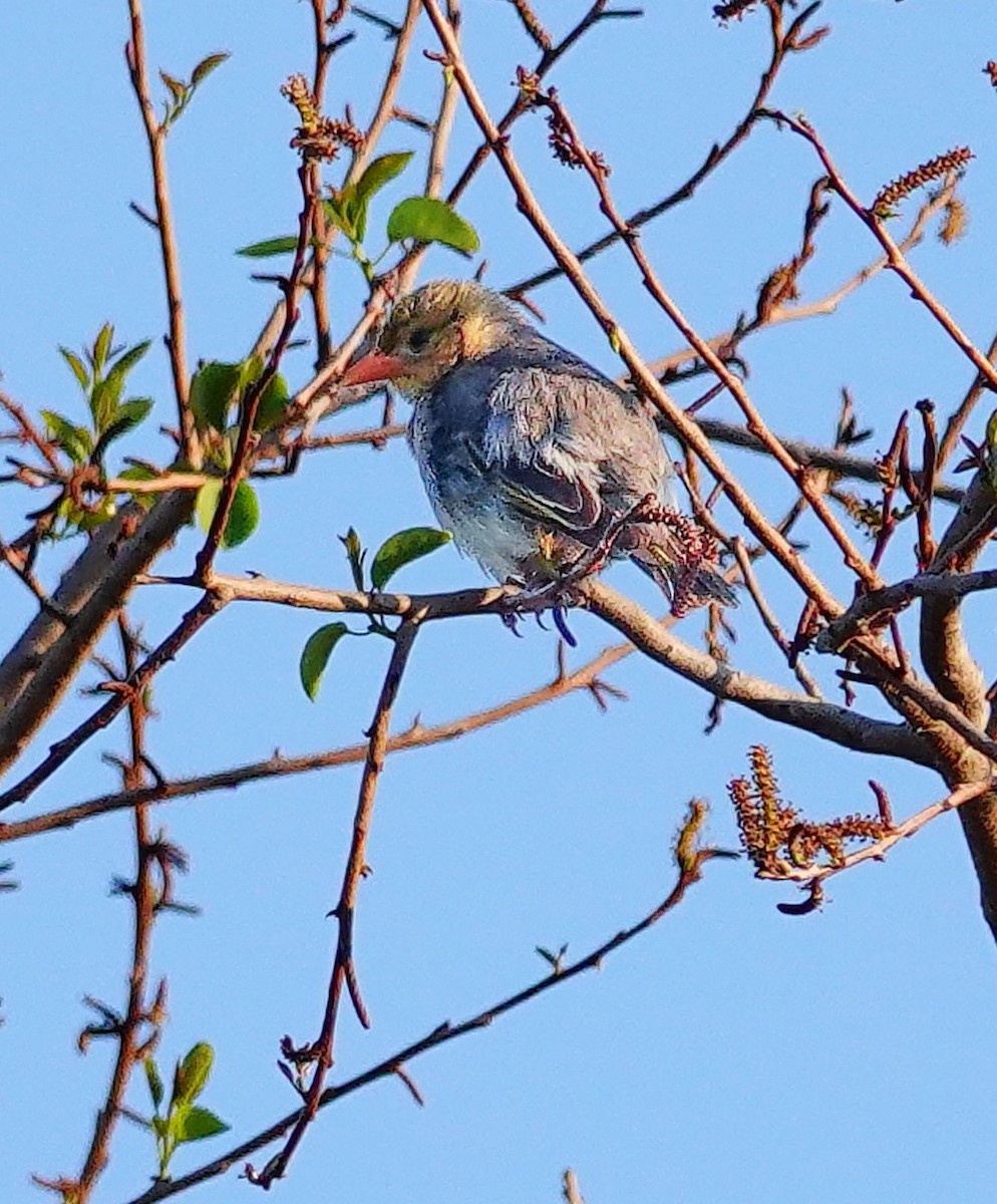 Red-headed Weaver - ML646238979