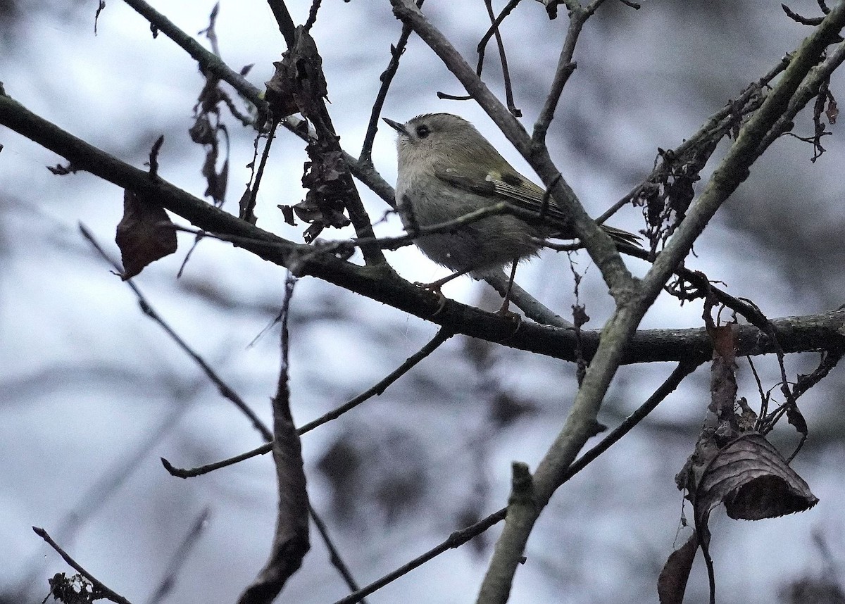 Goldcrest - ML646238985