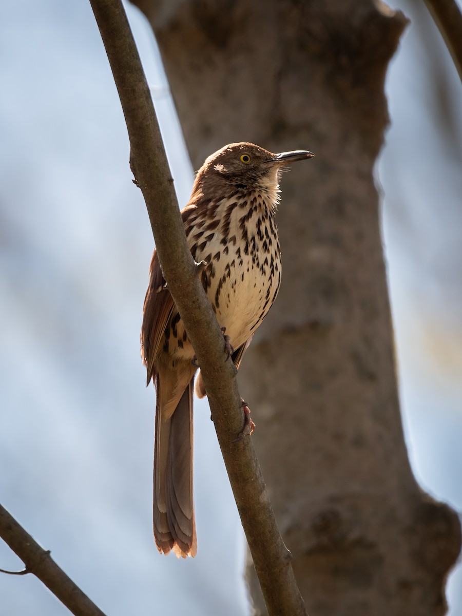 Brown Thrasher - ML646238988