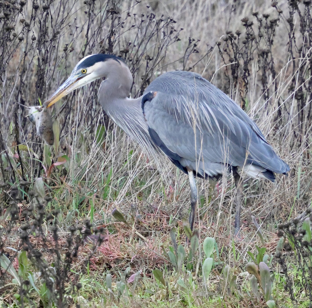 Great Blue Heron (Great Blue) - ML646238992