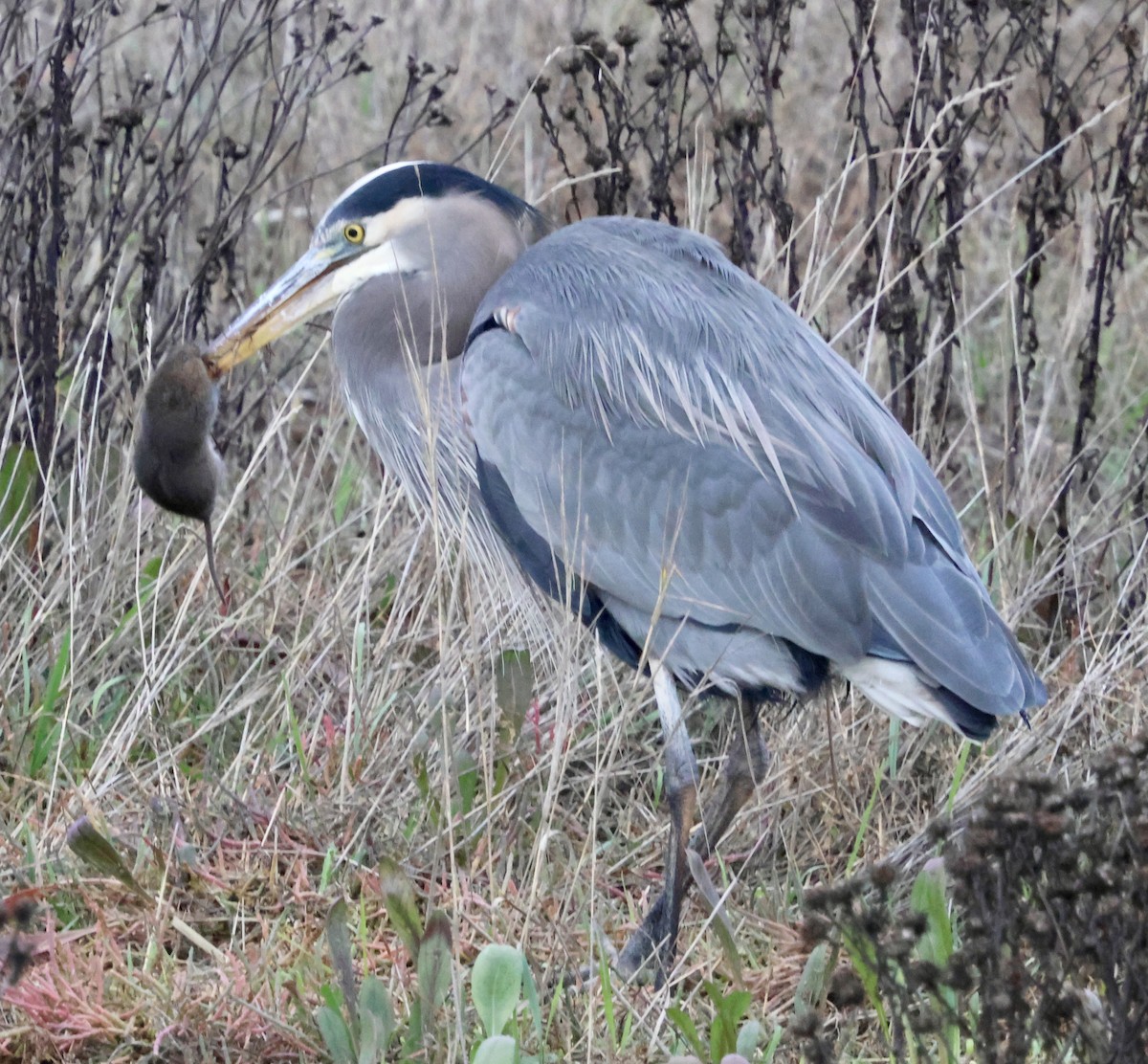 Great Blue Heron (Great Blue) - ML646238993