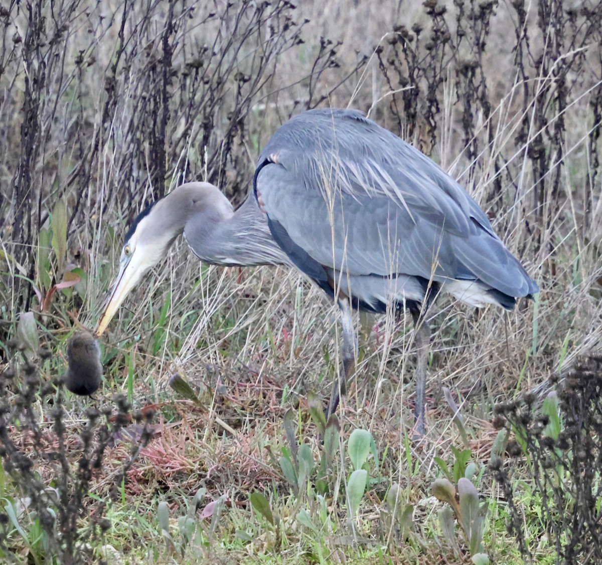 Great Blue Heron (Great Blue) - ML646238994