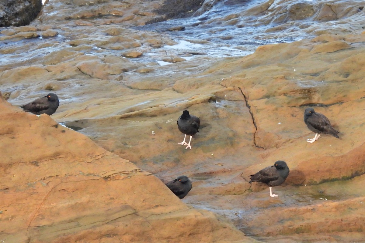 ústřičník západní - ML646239023