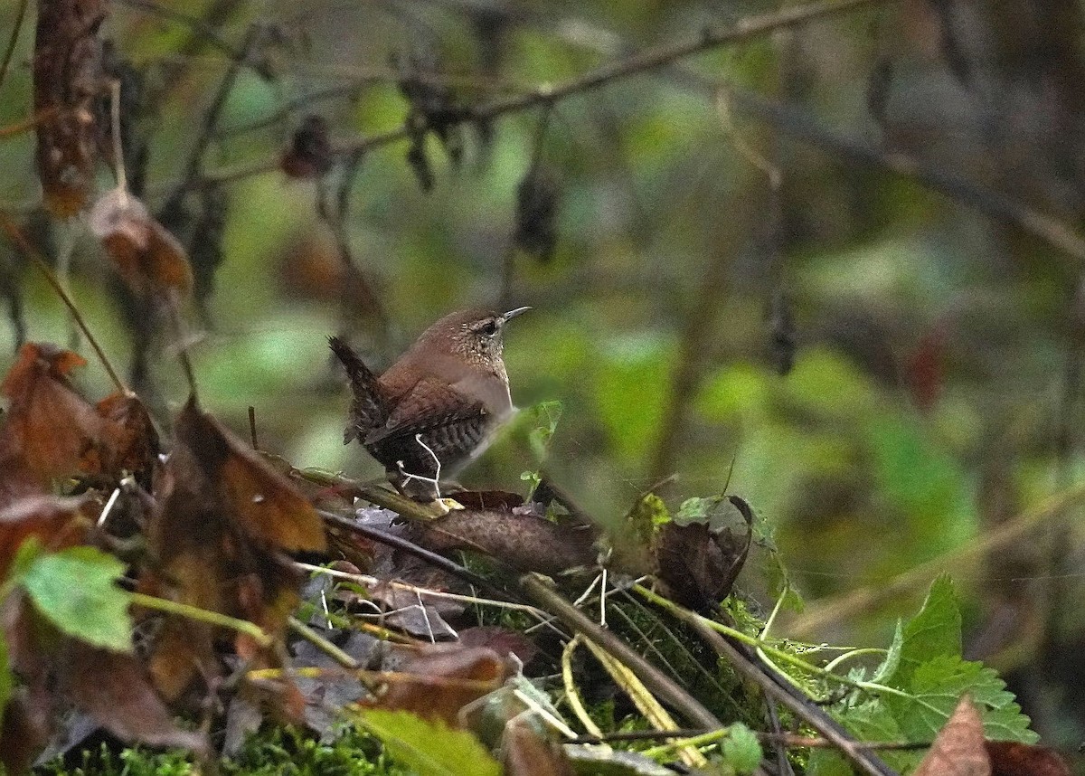 Eurasian Wren - ML646239024