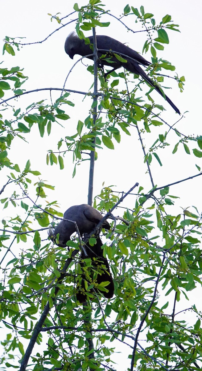 Gray Go-away-bird - ML646239025