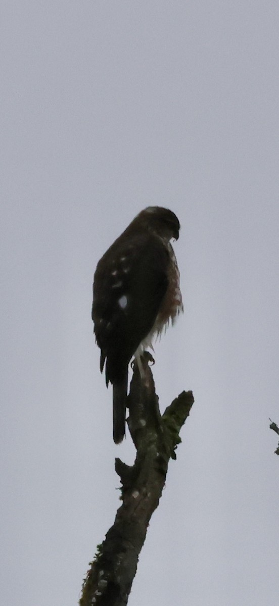 Sharp-shinned Hawk (Northern) - ML646239039