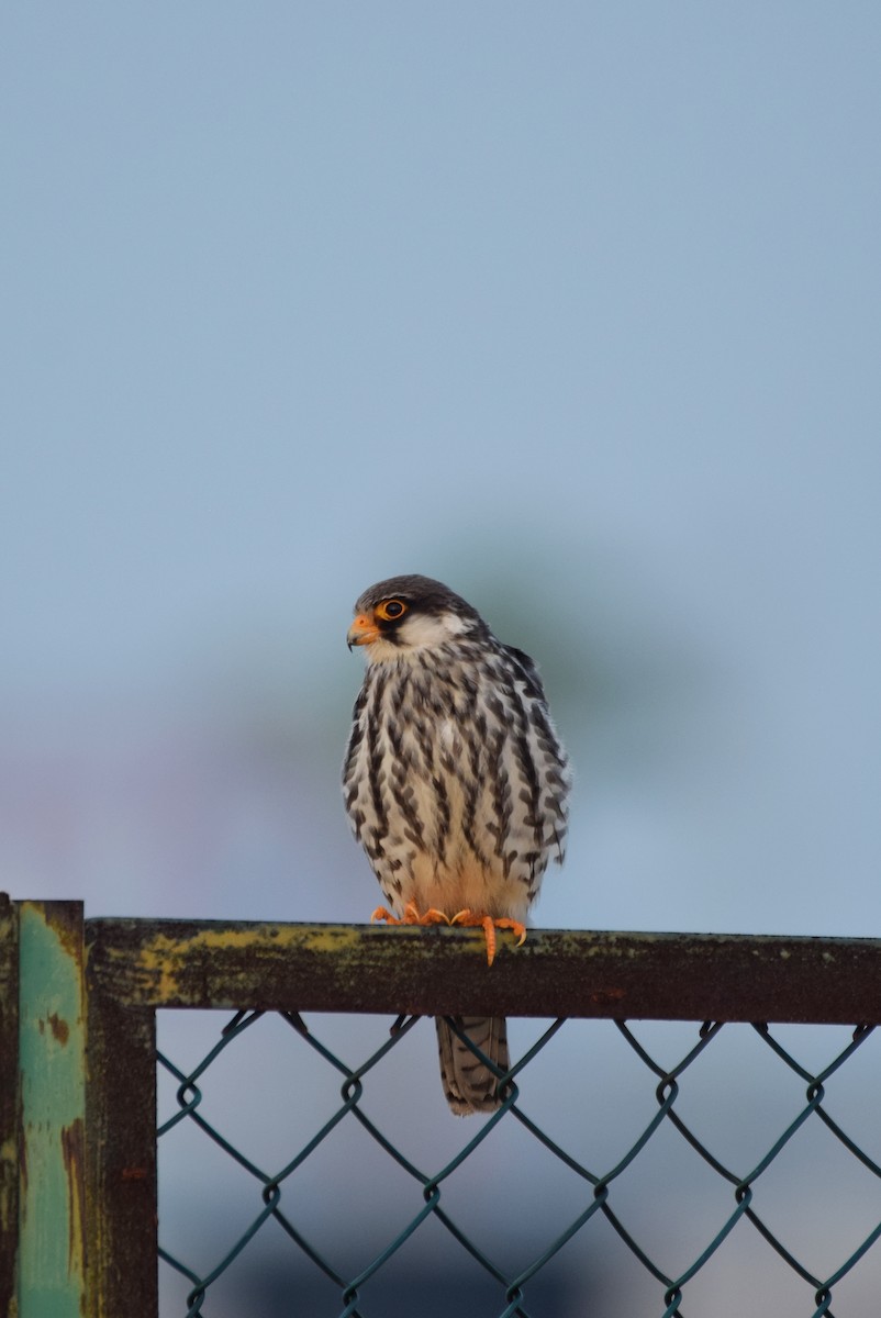 Amur Falcon - ML646239044