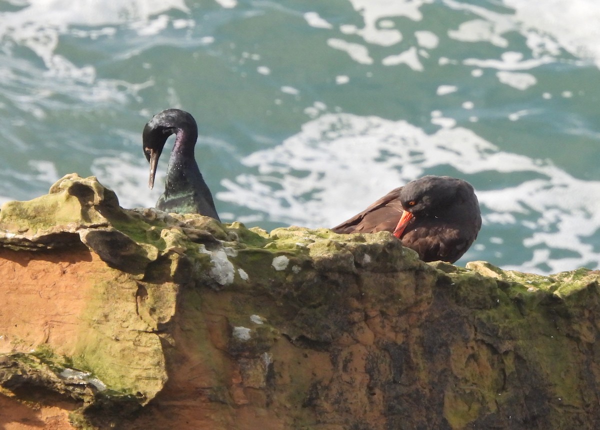 kormorán tichomořský - ML646239054