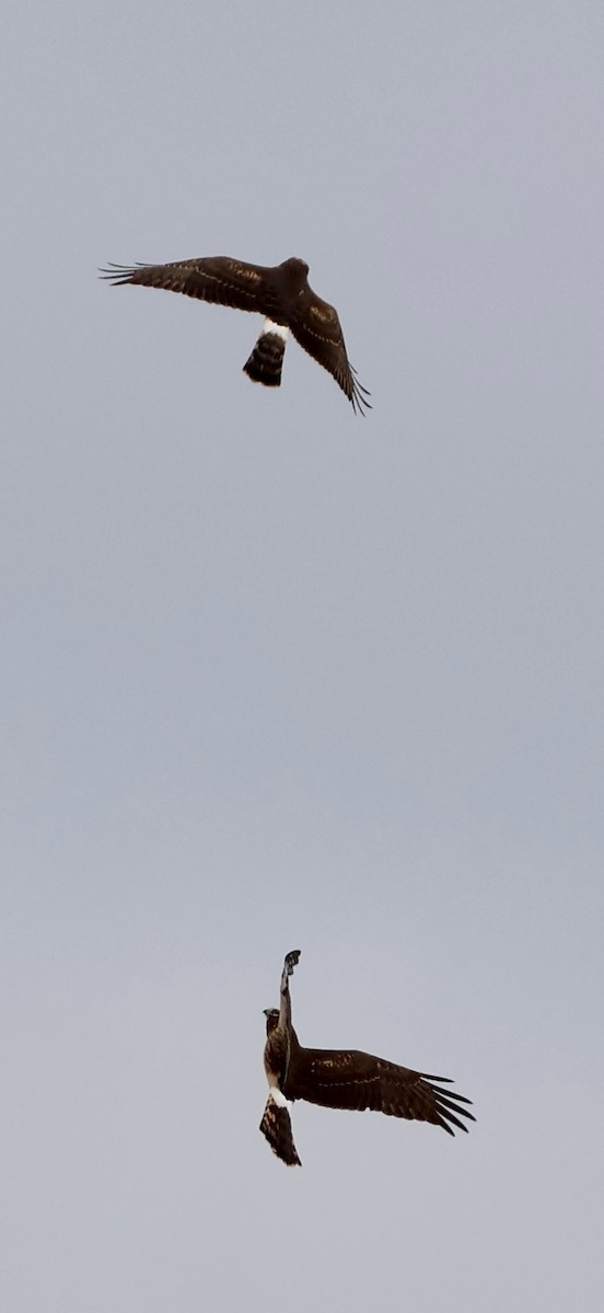 Northern Harrier - ML646239057