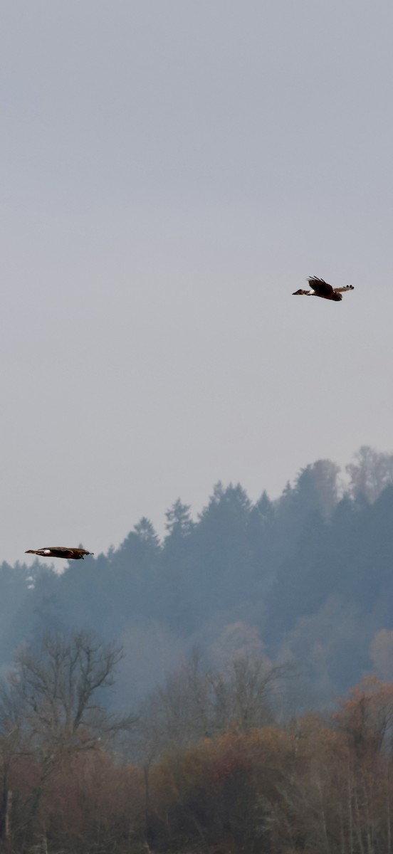 Northern Harrier - ML646239058