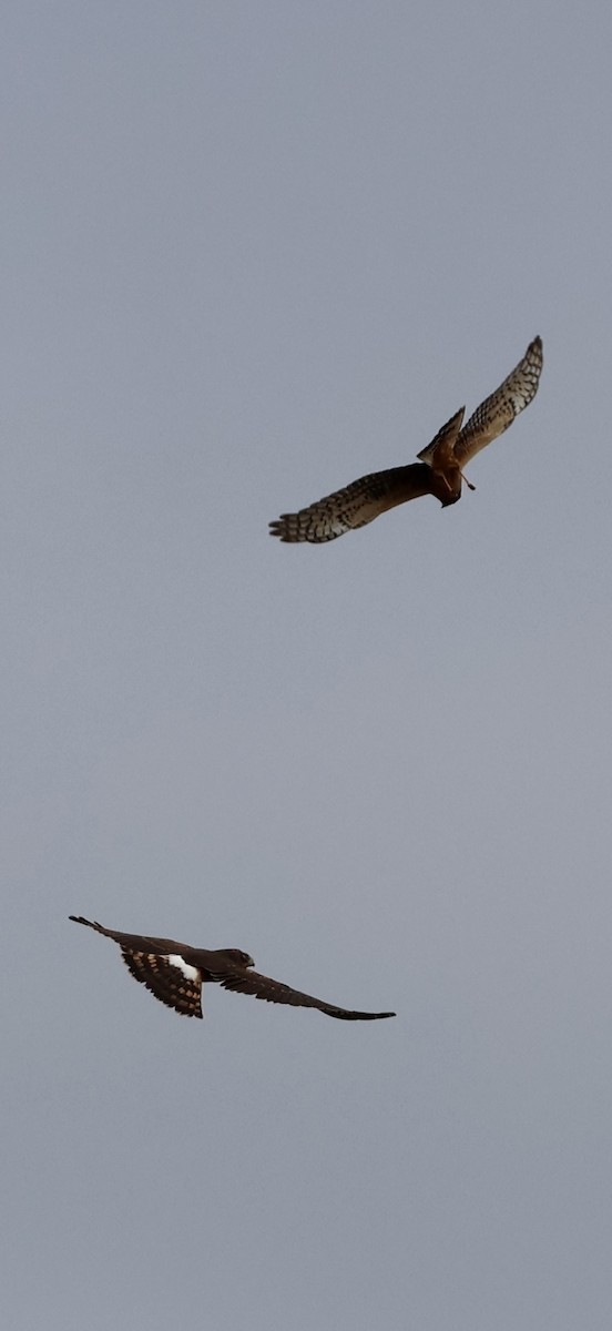 Northern Harrier - ML646239059