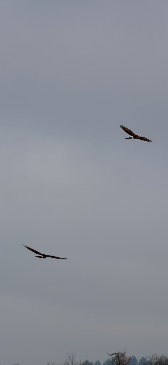 Northern Harrier - ML646239060