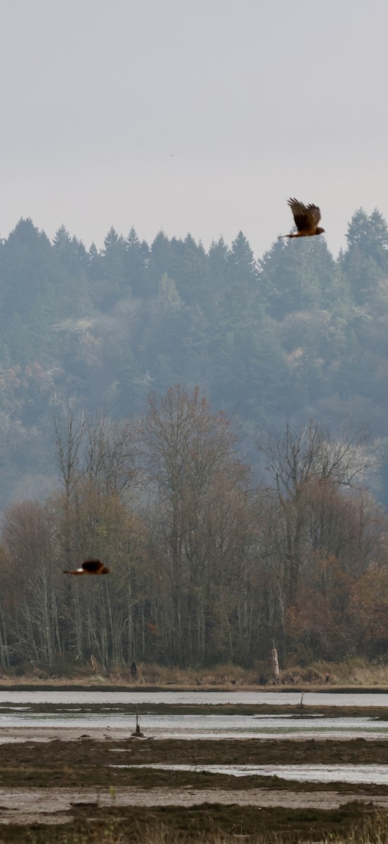 Northern Harrier - ML646239061