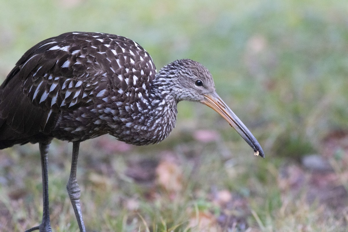 Limpkin (Speckled) - ML646239071