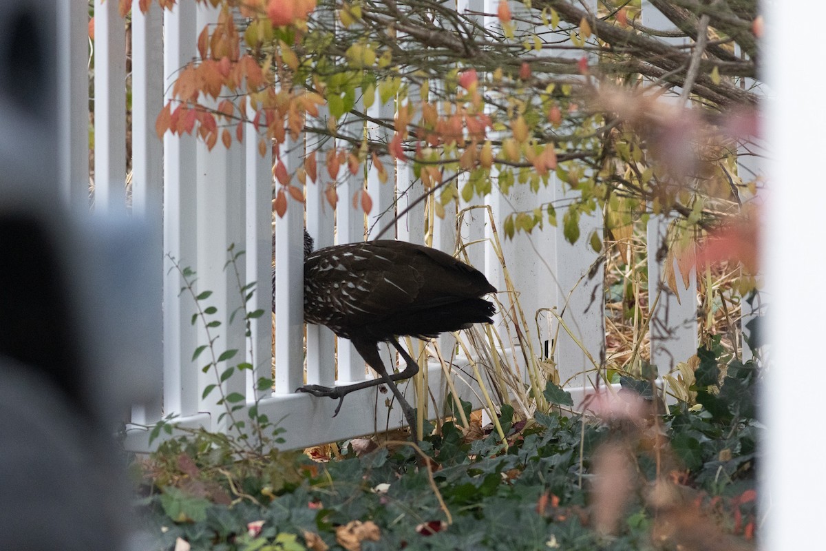 Limpkin (Speckled) - ML646239073