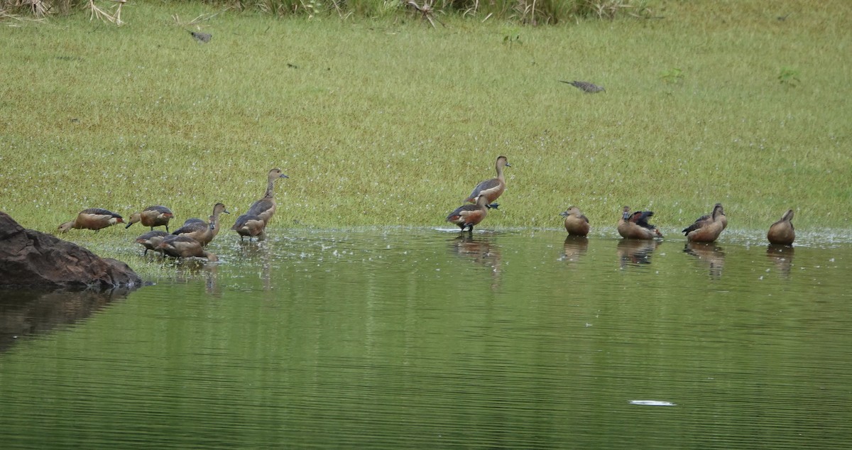 Lesser Whistling-Duck - ML646239079