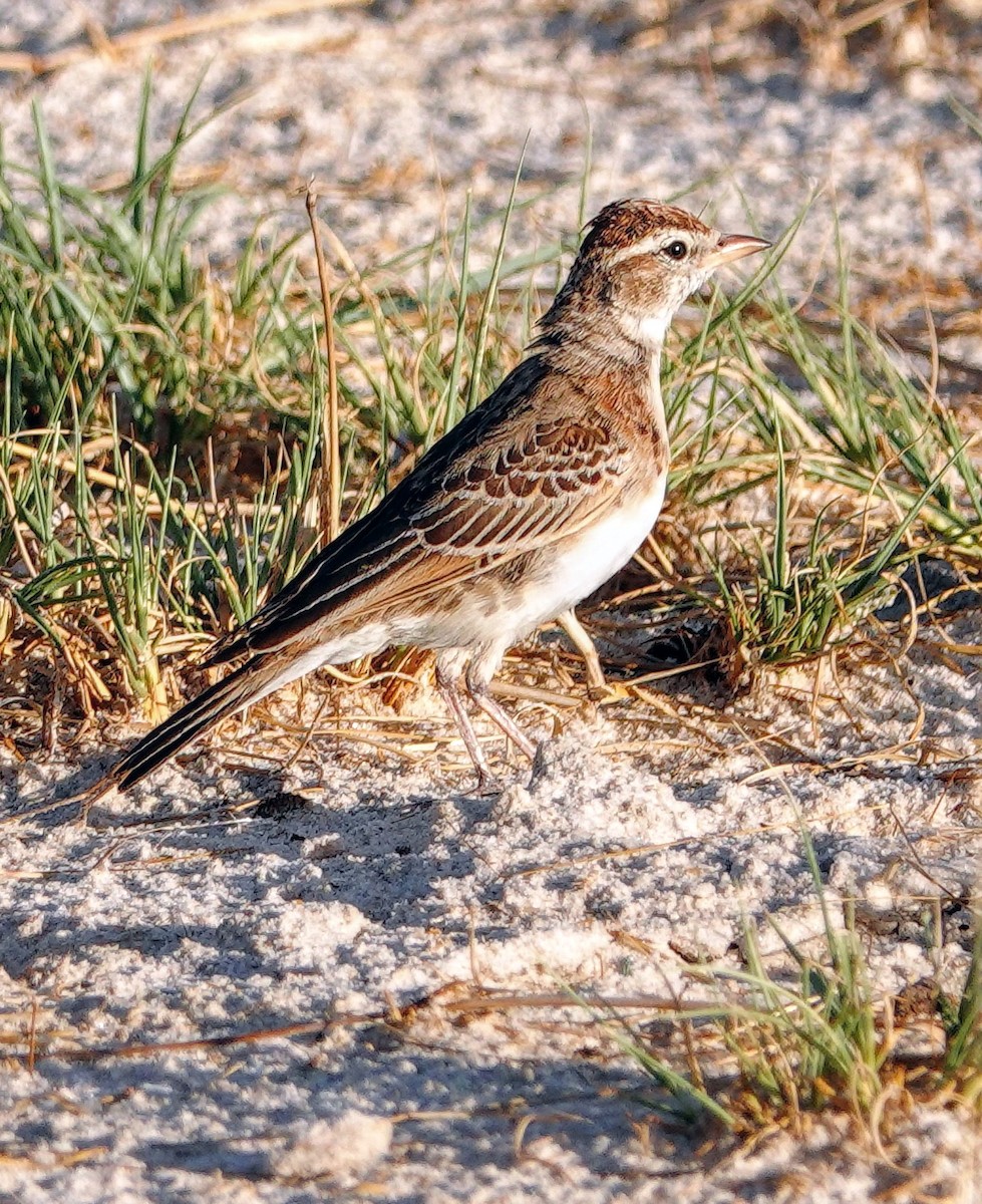 アフリカヒメコウテンシ - ML646239080