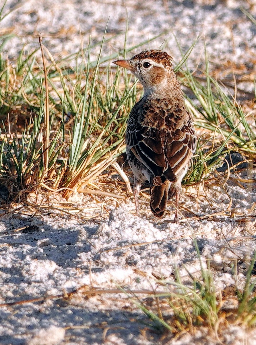 アフリカヒメコウテンシ - ML646239081