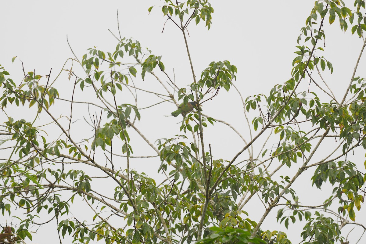 Heulbartvogel - ML646239084