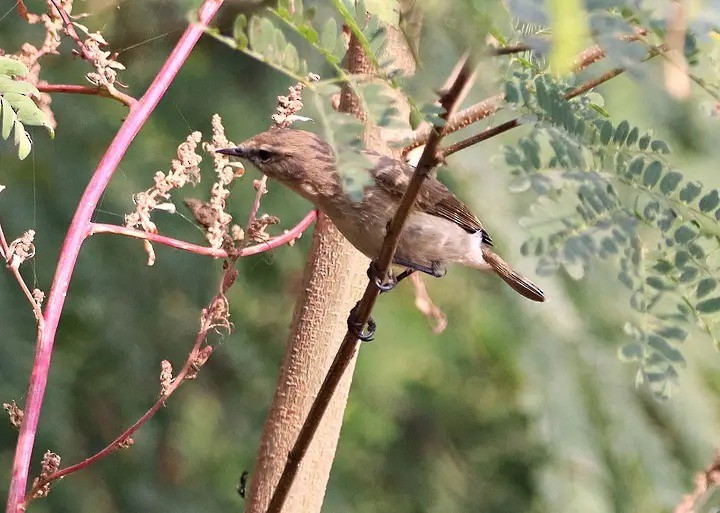 קנית אפריקנית - ML646239095