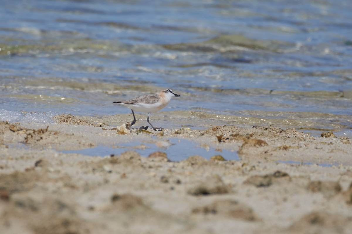 White-fronted Plover - ML646239107