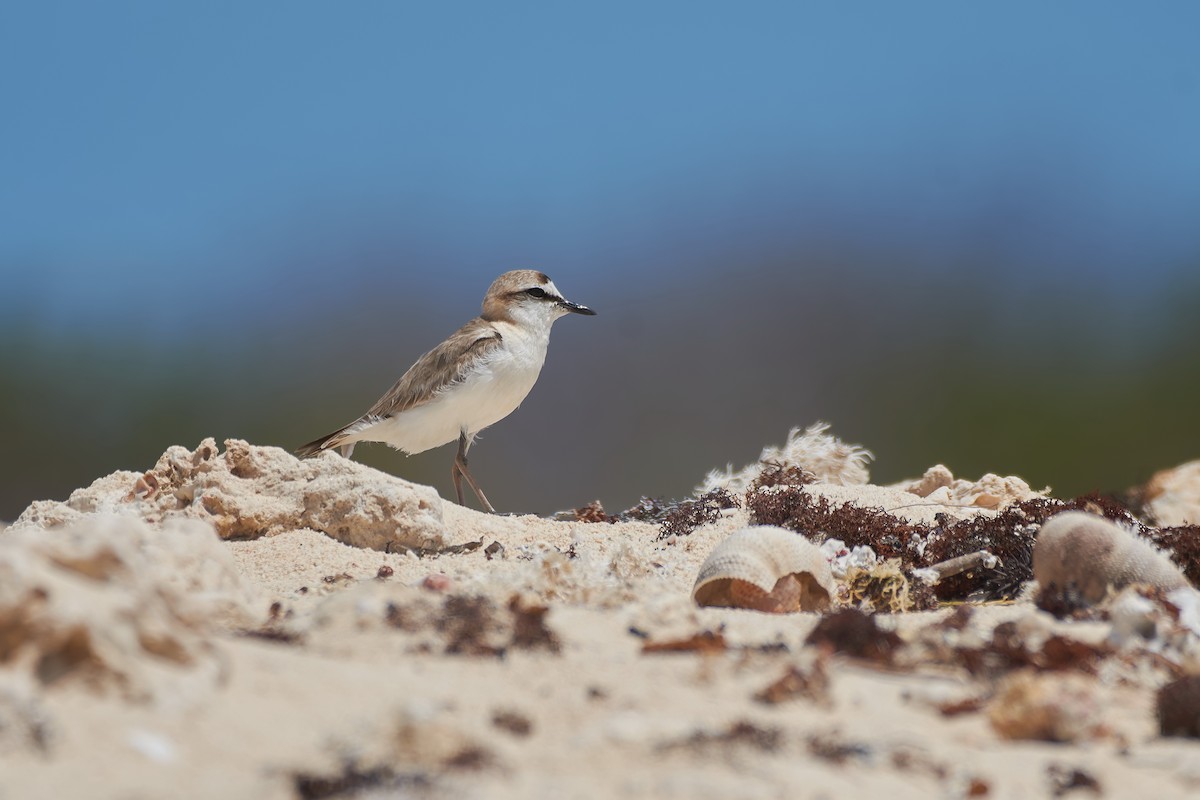 White-fronted Plover - ML646239108