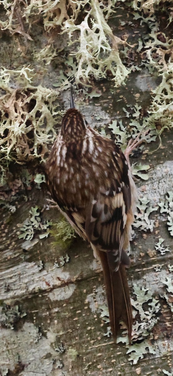 Brown Creeper - ML646239113