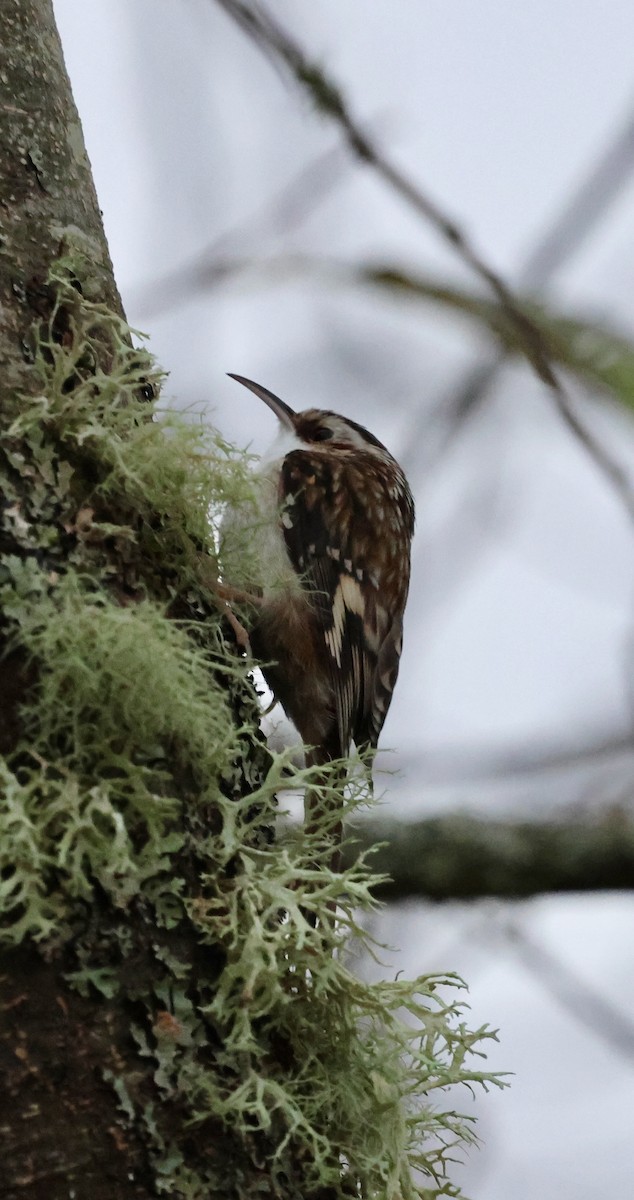 Brown Creeper - ML646239114