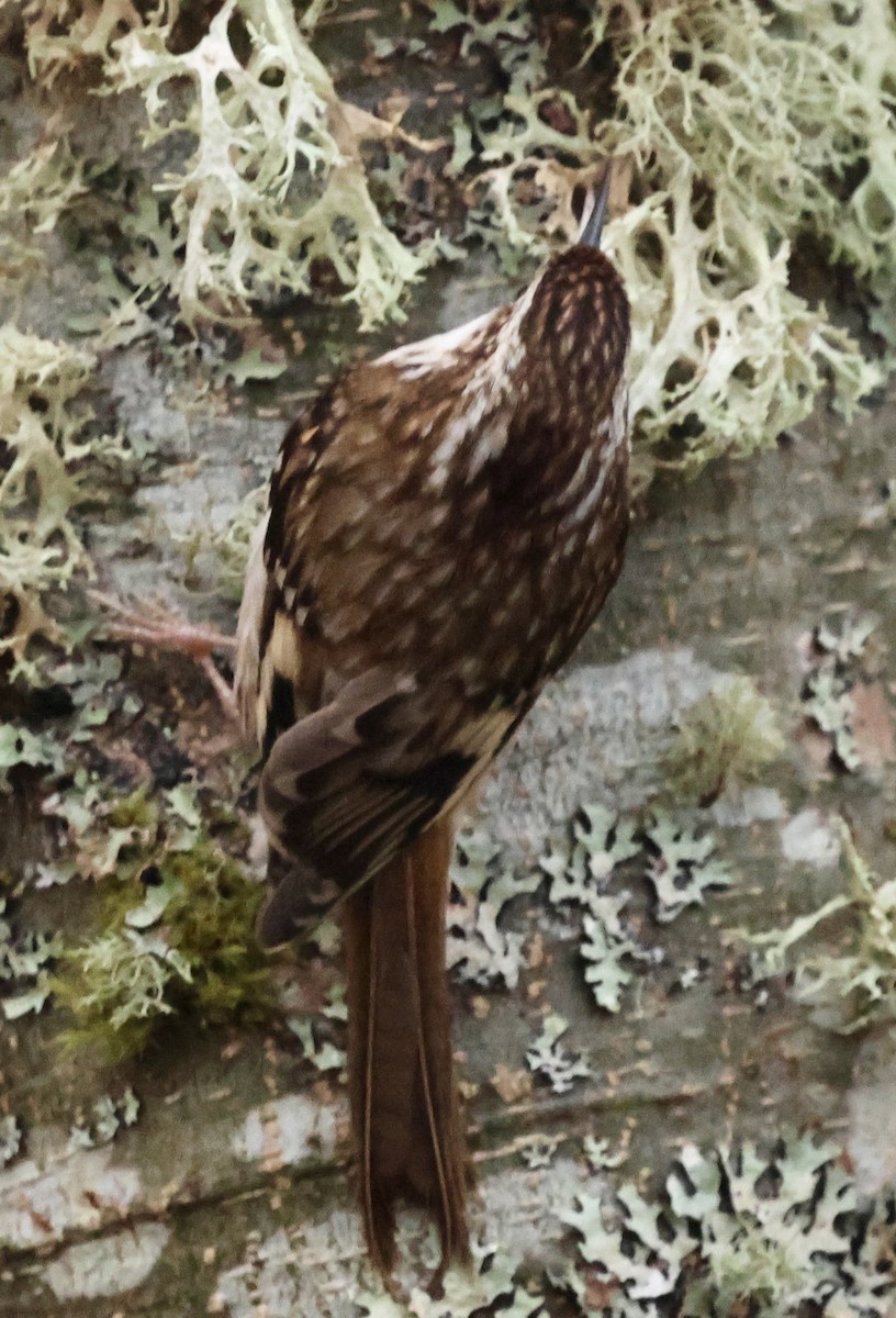 Brown Creeper - ML646239115