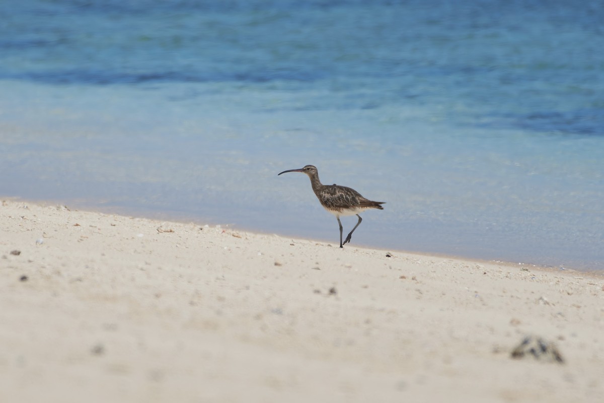 småspove - ML646239117