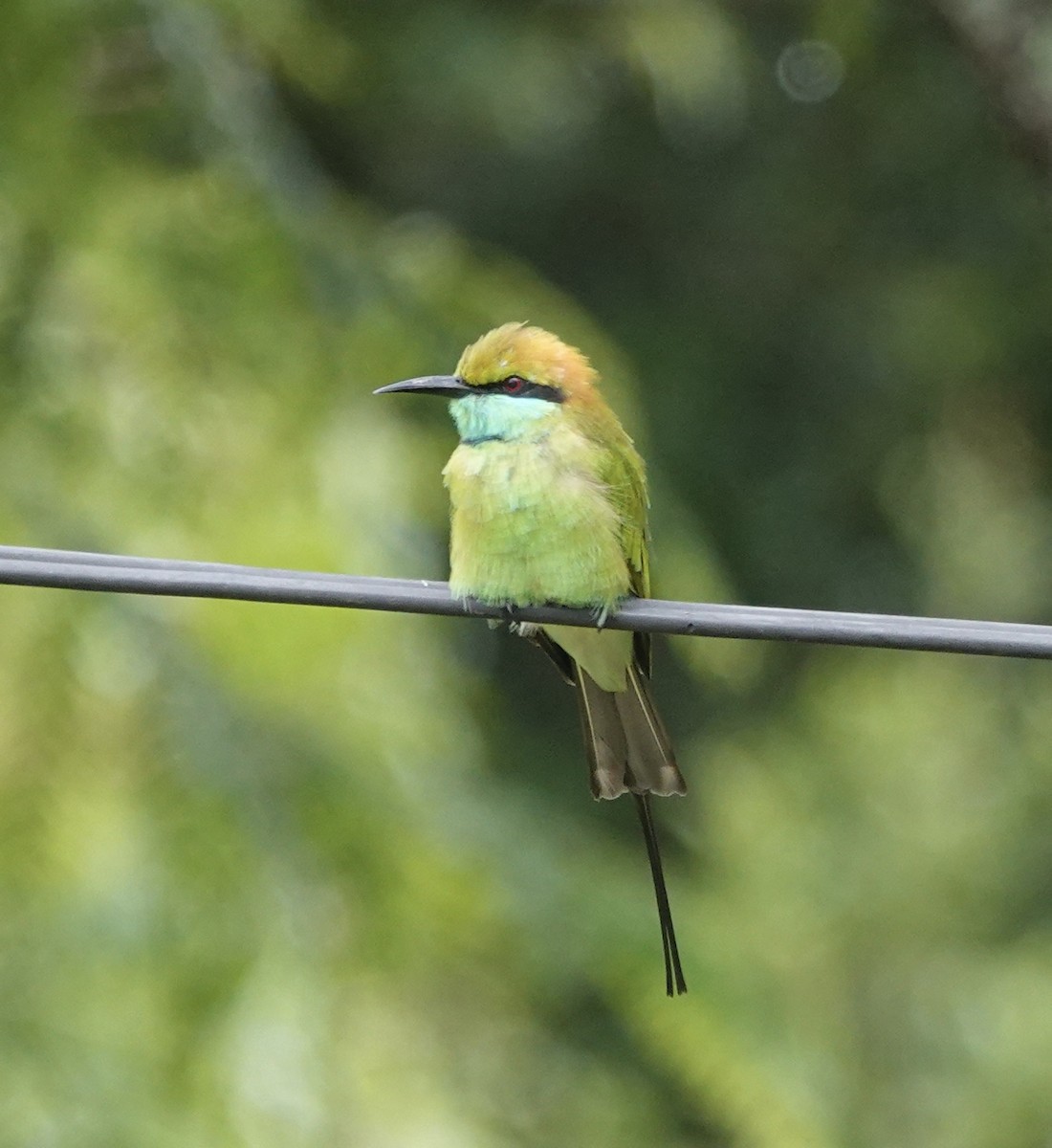 Asian Green Bee-eater - ML646239123