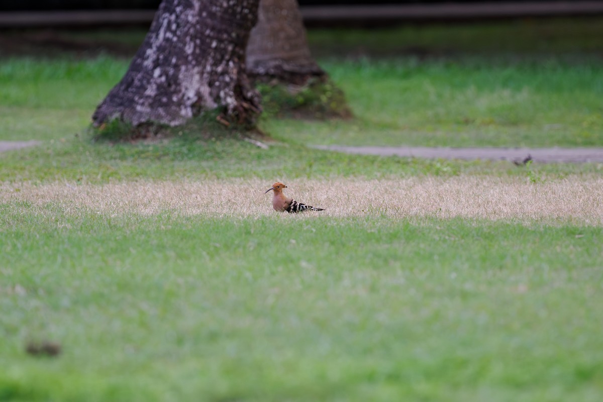 hærfugl - ML646239129